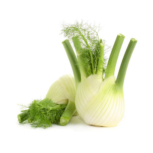 FENNEL