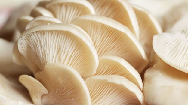MUSHROOMS (OYSTER)
