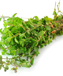 OREGANO