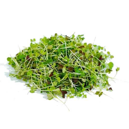 MICROGREENS (CHINESE CABBAGE)