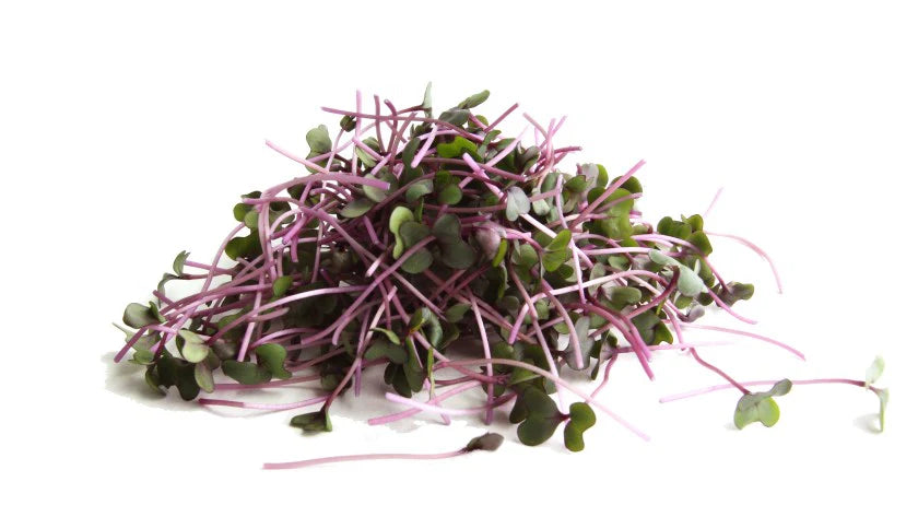 MICROGREENS (PURPLE COLLARD)