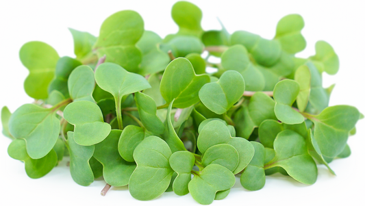 MICROGREENS (RADISH CHERRY BELLE)