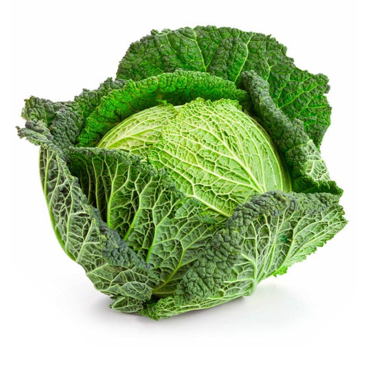 CABBAGE (SAVOY)