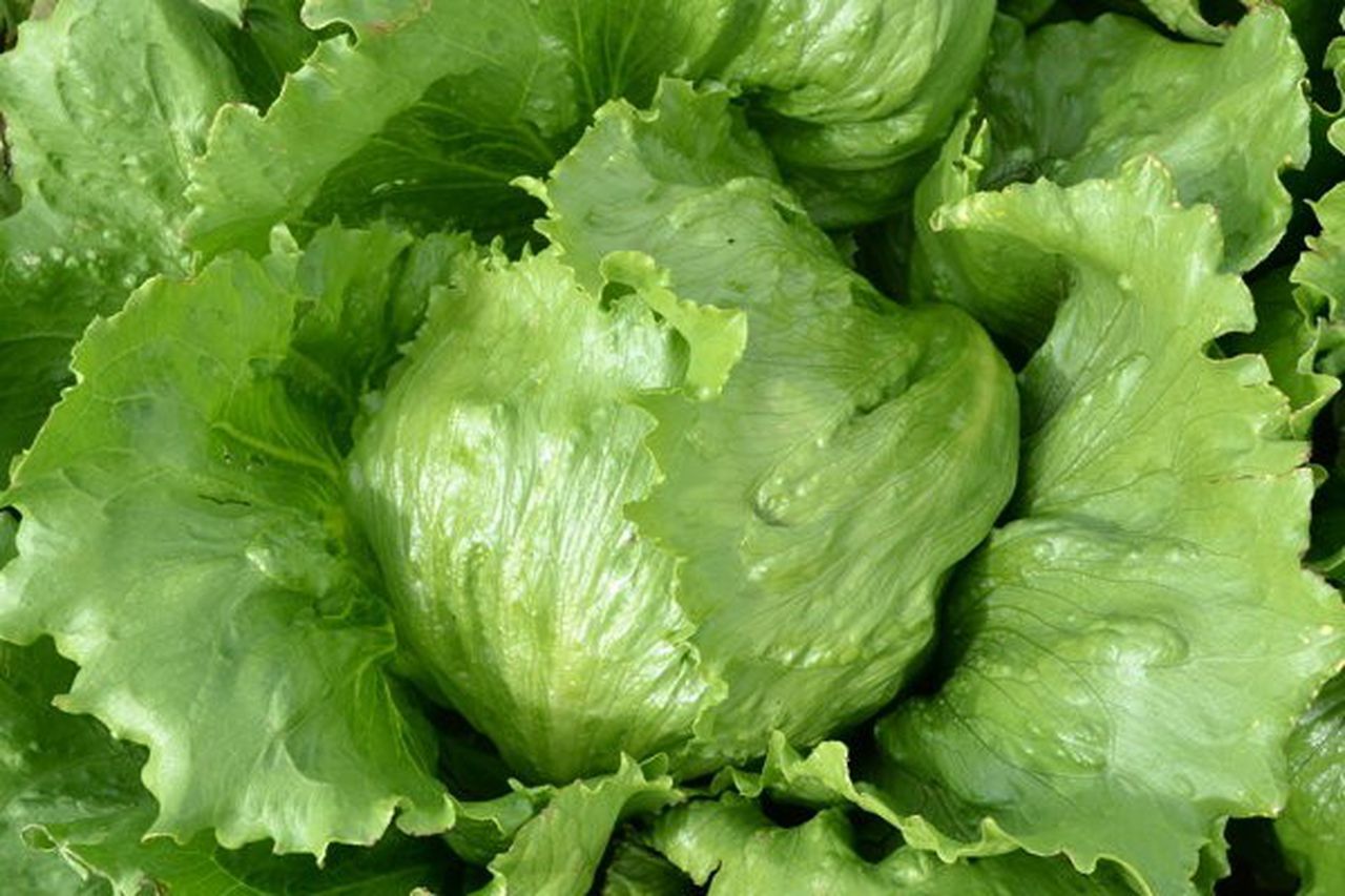 LETTUCE (HARD/ICEBERG)