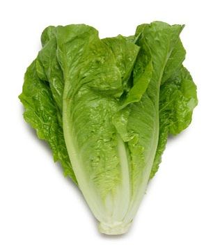 LETTUCE (COS/ROMAINE)